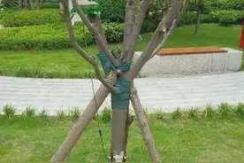 商丘这里给树“打吊瓶”是咋回事图片