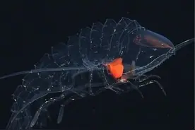 马尔他海域现奇特生物，身体透明却会发光，生长极快两天就能成熟图片