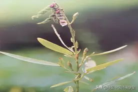 秦巴草药知识传承第十五讲：治疗风湿骨痛的草药舞草图片