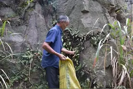 它叫“石上苇”，长在地上没人理，进了药铺排队买，用来化痰很好图片