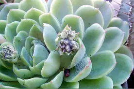 ​为啥阳台上养花容易感染蚧壳虫，有啥好方法能彻底清除害虫？图片