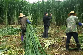 株高7米，亩产30吨，能收割15年的牧草，用来养猪能省不少饲料钱图片