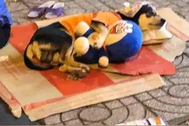 狗狗早出晚归去摆摊，困了就睡纸皮上，陪睡物品让人很暖心图片