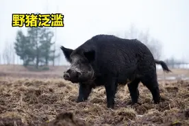 野猪拖家带口游园，数量骤增超过150万头，是时候“出手”了？图片