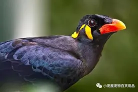 怎么区分鹩哥和八哥图片