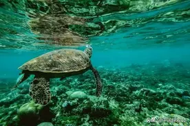 我们的海洋母亲，生存还是毁灭？| 世界海洋日图片