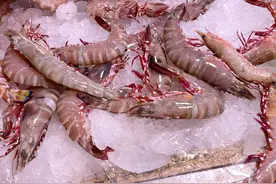 菜市场碰到这5种虾我从不放过，价格不贵营养足，目前无法养殖图片