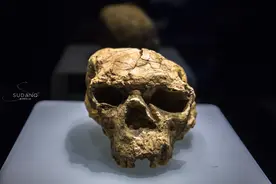 100多万年前的人类头骨，为何变成镇馆之宝？历史秘密惊叹不已图片