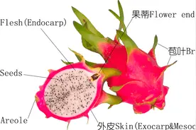 关于火龙果的正确认识——有时，植物学博士也未必是对的图片
