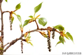 杨树最怕什么除草剂？在杨树的种植过程中尽量避免使用此类除草剂图片