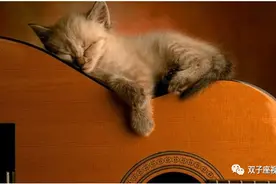 好歌赏析，听歌学英语 —— Cat's In The Cradle 猫咪是在摇篮里图片