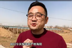 世界排名前十的普罗旺斯西红柿，竟然产自中国海阳？图片