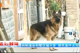 小区猛犬多，居民被咬伤都不敢出门了，执法人员进行查处视频封面
