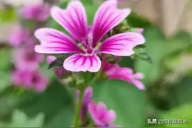 走职场之01——个人简历这样制作必定能给HR留下深刻印象图片