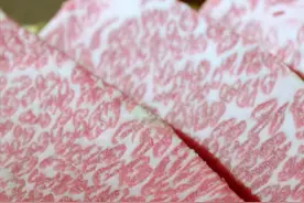 顶级的国产雪花牛肉是如何培育出来的？图片