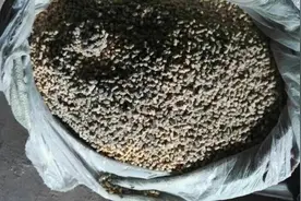 注意发霉饲料对猪的影响图片