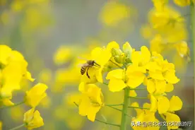 春日赏花好时节 | 我大河北，哪里油菜花最好看！图片