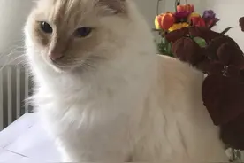 发现只剩自己在家，猫咪叼出牵引绳，坐在门口不停喵喵叫图片
