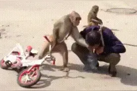 这猴子太有灵性了，和个人一样一样的图片