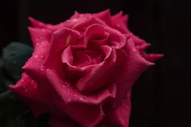 一朵美丽的红玫瑰图片