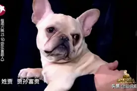 警惕！​飞机托运狗狗发生窒息事件，贾玲家的法斗同样遭遇图片