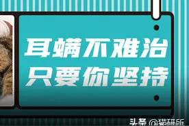 别再瞎用药了！猫咪耳螨，治疗真的很简单图片