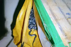 广西警方查获约3000条眼镜蛇，怎么处理？会放生吗？被咬了怎么办图片