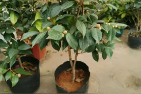 秋季是买花的季节，买到“黄泥”花苗，学会上盆缓苗，养好挺简单图片