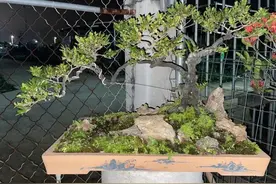 广东黑骨茶盆景，成型后还是受很多爱好者追捧的图片