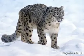 从出生到死亡，带你了解雪豹的一生图片