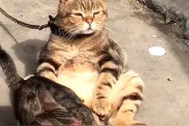 主人出差，把猫咪寄养在乡下父母家，再次见到它时，心疼哭了图片