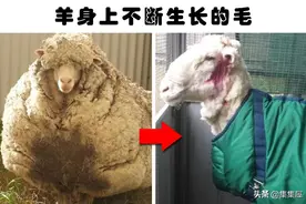 动物们可能会伤害到自己的7个身体部分图片