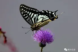 研学腾冲：起舞的花花蝴蝶是高黎贡夏日里的翩翩精灵图片