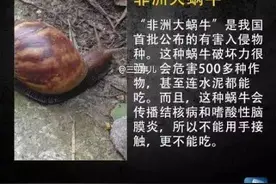雨后满地爬的蜗牛，千万别让孩子碰？医生：你不知道它有多危险图片
