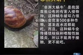 雨后满地爬的蜗牛，千万别让孩子碰？医生：你不知道它有多危险图片