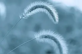 散文：人生，需要一些沉默图片