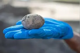 先有鸡还是先有蛋？这个争论不休的问题，科学家终于找到答案了图片