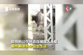 命大！印度一公牛卧铁轨间睡着，被火车碾过竟并未受伤视频封面