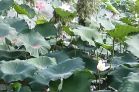洪湖公园游记图片