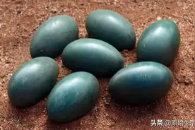 5种奇特鸡蛋，最后一种你们应该吃过图片
