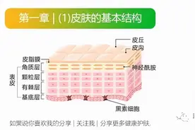 第一章 | （1）皮肤的基本结构图片