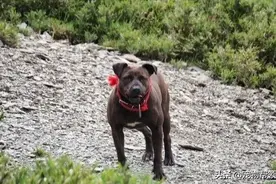 3700米山上的流浪比特犬，无人能靠近，登山客花5个月带它下山...图片