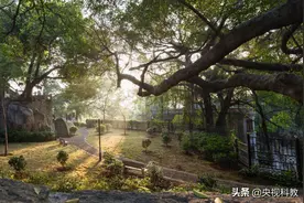 《地理·中国》央视频号全网首播《植物传奇》|都让让！树届霸总，榕总登场图片