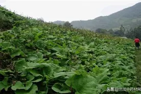 您知道云南中药材云木香的种植技术吗？图片