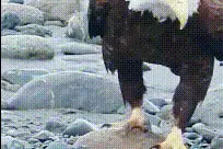 搞笑GIF：大哥，你还是飞吧，这样走路太损大哥形象了图片