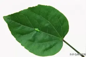 PS给树叶上制作逼真的水珠图片