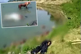 疫情失控！印度恒河现逾百具染疫浮尸 野狗出没啃食图片