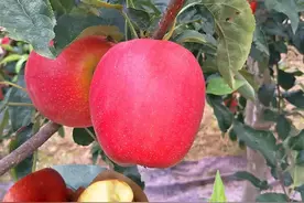 鲁丽苹果和维纳斯黄金苹果主要优势特点介绍图片