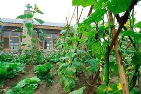 农村的公婆请不要给城里的儿女送菜了图片