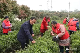 从返乡白领到现代茶人图片